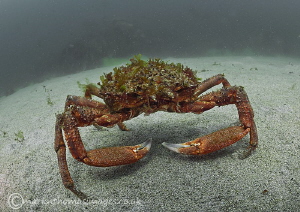 Spider crab - Anchor Bay, Connemara by Mark Thomas 